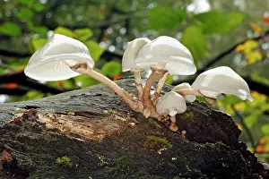 Mucida: Porcelain Fungus - growing on dead beech tree