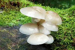 Mucida: Porcelain Fungus - growing on dead beech tree