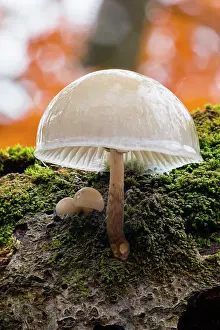 Porcelain: Porcelain Fungus - growing on dead beech tree, Hessen