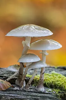 Clusters: Porcelain fungus (Oudemansiella mucida) clusters