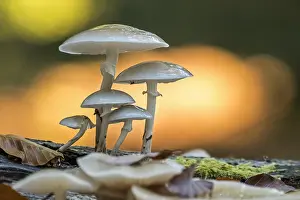 Clusters: Porcelain fungus (Oudemansiella mucida) clusters