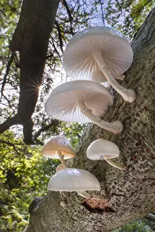 Porcelain: Porcelain fungus (Oudemansiella mucida) mushrooms