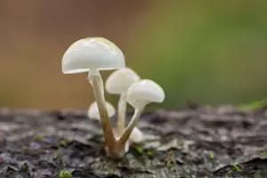 Beech: Porcelain mushroom