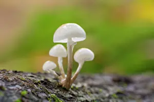 Beech: Porcelain mushroom