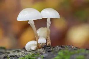 Beech: Porcelain mushroom