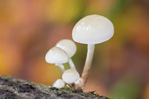 Beech: Porcelain mushroom