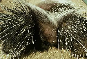 Porcupines: PORCUPINE