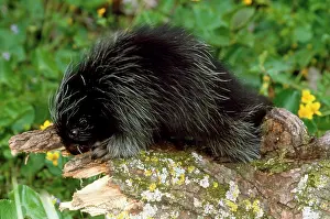 Mary Clay: PORCUPINE - baby