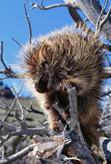 Porcupines: Porcupine - on branch