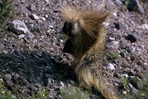 Porcupines: PORCUPINE - CANADA