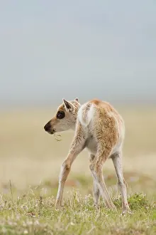 Porcupine: Porcupine Caribou calf eating grass on the coastal