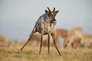 Porcupine: Porcupine Caribou cow eating grass on the coastal