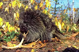 Biting: Porcupine - chewing on old deer antler, means of