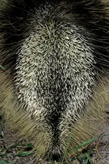 Porcupines: Porcupine - in defensive posture