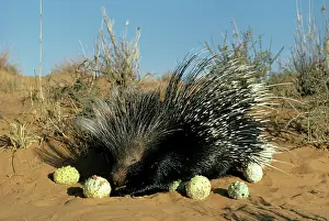 Porcupines: Porcupine - eating Gemsbok cucumbers