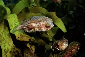 Porcupinefish: Porcupine Fish