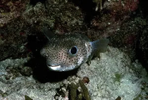 Porcupinefish: Porcupine Fish