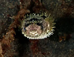 Porcupinefish: Porcupine Fish