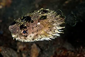 Porcupinefish: Porcupine Fish