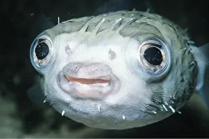 Lips: PORCUPINE FISH - C/U OF FACE