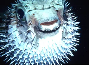 Porcupine: PORCUPINE FISH - c/u head