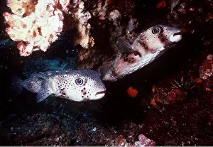 Porcupine: PORCUPINE FISH - courting couple, male, top