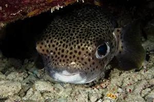 Porcupine: Porcupine Fish (Diodon hystrix), Bonaire