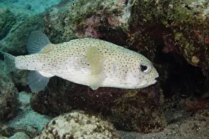 Pete: Porcupine Fish (Diodon hystrix), Bonaire