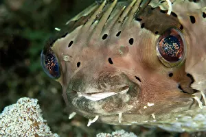 Porcupinefish: Porcupine Fish - eating Coral