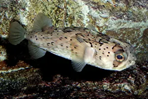 Holocanthus: Porcupine Fish, shallow reefs circumtropical seas