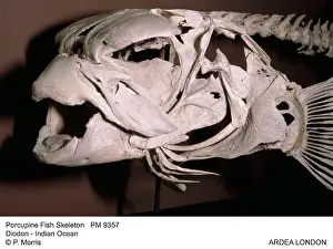 Porcupinefish: Porcupine Fish Skeleton