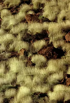 Finke: Porcupine Grass - Finke Gorge National Park