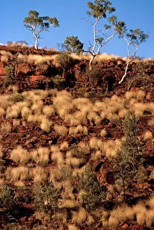 Gums: Porcupine Grass and Ghost Gums