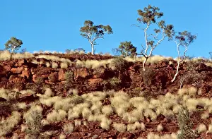 Gums: Porcupine Grass and Ghost Gums