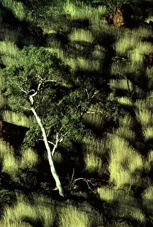 Eucalypt: Porcupine grass and Ghost gums