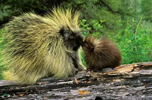 Porcupines: Porcupine - mother with young