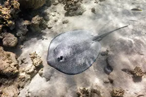 Spines: Porcupine Ray - Maldives