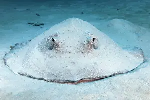 Stingray: Porcupine ray (Urogymnus asperrimus) from front