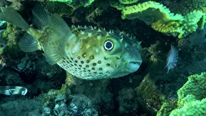 Hide: Porcupinefish is hiding under under Lettuce coral