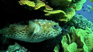 Hide: Porcupinefish is hiding under under Lettuce coral