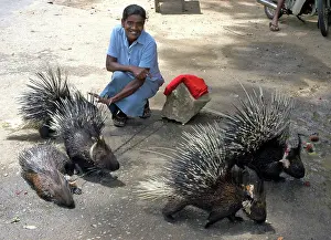 Handler: Porcupines - being exhibited for money by a woman