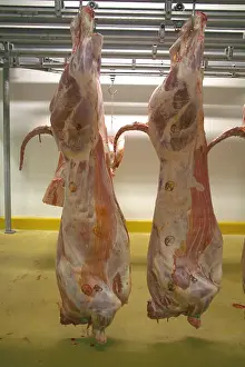 Shops: Pork carcasses hanging in a warehouse France