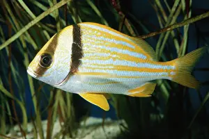 Grunt: Porkfish Grunt Fish
