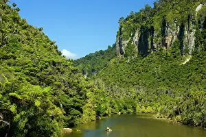 Nikau: Pororari Gorge - limestone gorge of the Pororari