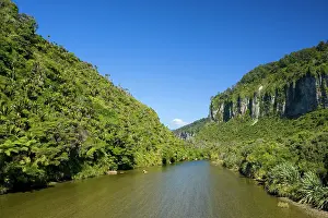 Nikau: Pororari Gorge - limestone gorge of the Pororari