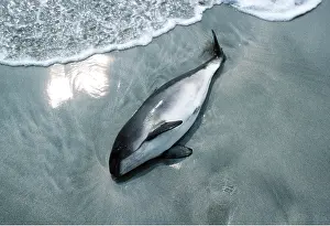 Porpoise: PORPOISE - Dead on beach