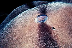 Note: Port Jackson / Horned Shark - Close up of eye