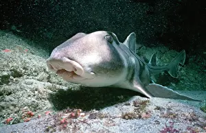 Heterodontus: Port Jackson / Horned Shark - Close up showing small teeth