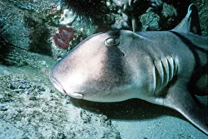Heterodontus: Port Jackson / Horned Shark - A shell eater, considered