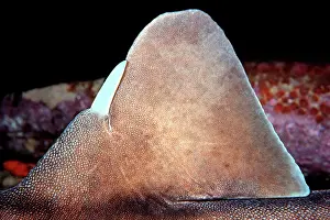 Heterodontus: Port Jackson / Horned Shark - Showing tusk or horn